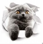 3D наклейка