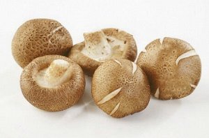 Шиитаке Шиитаке – экзотический восточный гриб с жёлто-коричневой шляпкой и богатым мясным вкусом. Распространен в странах Дальнего Востока. "Лечебный" гриб, содержит в достаточном количестве необходим