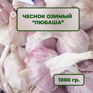 Чеснок озимый Любаша 1 кг