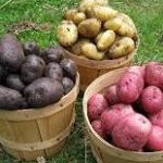 Семенной картофель+лук севок