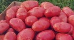 Картофель Любава  ЭЛИТА (Раннеспелый сорт (60-75дней