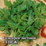 Сельдерей листовой Сенеж  25,0 г