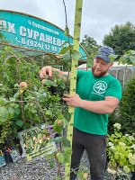 CАЖЕНЦЫ ЯБЛОНИ АВГУСТОВСКОЕ ДАЛЬНЕВОСТОЧНОЕ