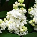 Сирень обыкновенная Мадам Лемуан