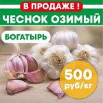 Чеснок из Сибири сорт Богатырь