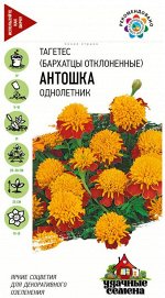 Цветы Бархатцы Антошка ЦВ/П (ГАВРИШ) серия УДС 0,3гр однолетник отклоненные 25см