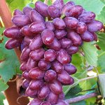 Шикарный виноград! Высокая морозостойкость