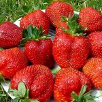 Земляника садовая Королева Елизавета (Р9)