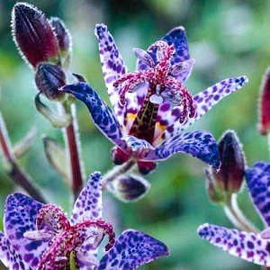 артикул: 67288 Трициртис (садовая орхидея) Блю Споттед