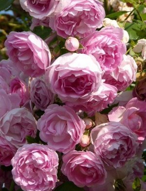 Ясмина Jasmina ,  Селекция Kordes
Зона морозостойкости (зимостойкость)	6 (до -23С)
Роза Жасмина плетистая  - Цветки густомахровые, очень ароматные, теплого розового цвета с более темной оборотной стор