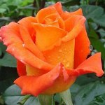 Моника (Monica ) Чайно-гибридная Роза