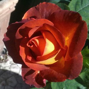 Роза чайно-гибридная Кофе Брейк