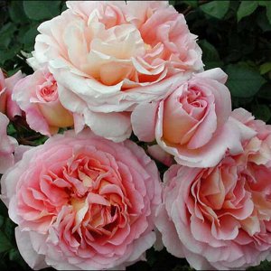 Абрахам дерби (ABRAHAM DARBY)