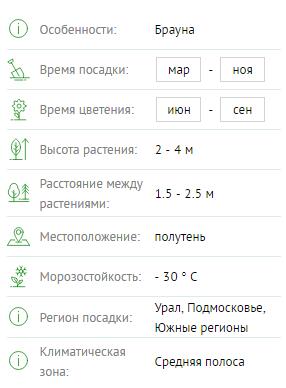 Жимолость Брауна Дропмор Скарлет