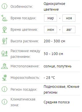 Роза плетистая Алхимист