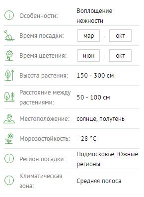 Роза плетистая Розовая