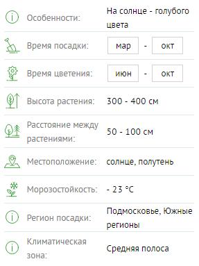 Роза плетистая Блю Мунн