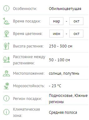 Роза плетистая Жасмина