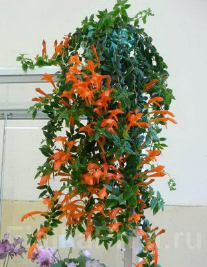 Колумнея Крупные яркие оранжевые цветы. Ярко - зелёные, слегка опушённые, продолговатые листья. Продолжительное цветение