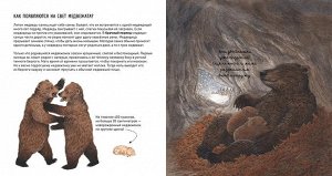 Животные в природе. Медведь