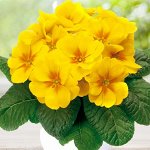 Адаптированные саженцы для нашей климатической зоны