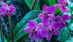 Orchiata — Кора пинии для орхидей