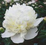 Пион Duchesse de Nemours