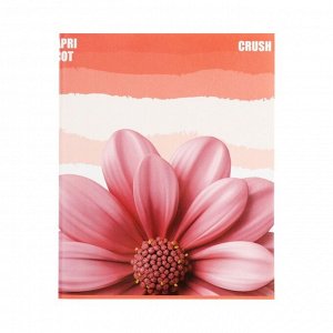 Тетрадь 96 листов в клетку Calligrata Apricot Crush, обложка мелованный картон, глянцевая ламинация, блок офсет МИКС