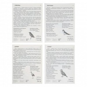 Набор демонстрационных плакатов "Перелетные птицы" 173х220 мм
