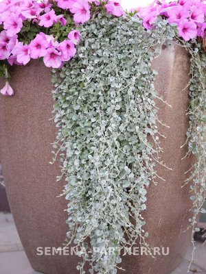 Дихондра серебристая Кудри в серебре