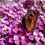 🌷 Цветы от Партнёра — большой выбор Свежих семян