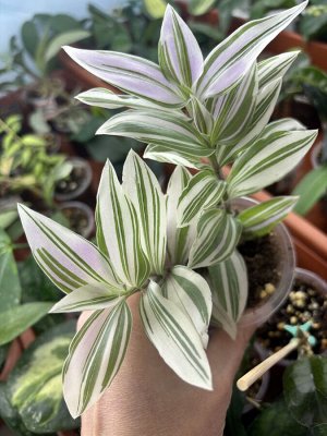 Традесканция AlbiFlora White-Pink