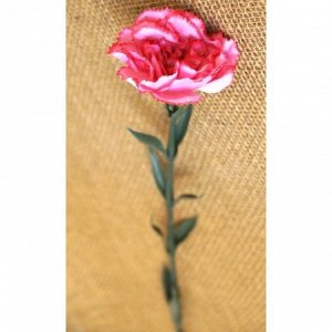 Гвоздика розовая 70см