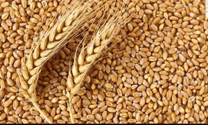 Пшеница ОРГАНИК ЕС ТМ Черный хлеб, 1 кг