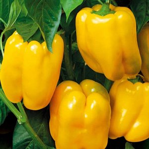 Желтый Сладкий болгарский перец – это один из типов перца, выведенного в прошлом веке болгарскими селекционерами. Кроме жёлтого перца, есть ещё красный и зелёный. Это наиболее распространенные виды бо