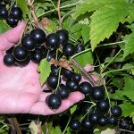 Смородина черн. Нюрсинка (масса 2,5 - 5,5г), 2-летние