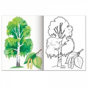 Книжка-раскраска А5 8л. HATBER, Первые уроки, Деревья и лист