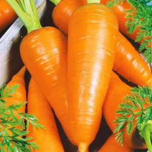 Морковь Медовая сказка