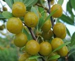 Пирамидальная (Вишня песчаная)
