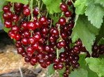 Смородина красная	Алтайская Рубиновая