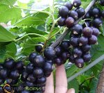 Смородина чёрная	Северный Великан