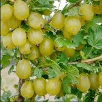 Крыжовник	Уральский Бесшипый