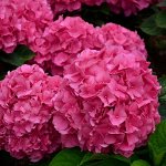 Гортензия macr. So Long Rosy Сoumont