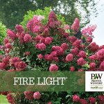 Гортензия pan. Fire Light