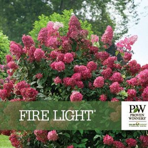 Гортензия pan. Fire Light