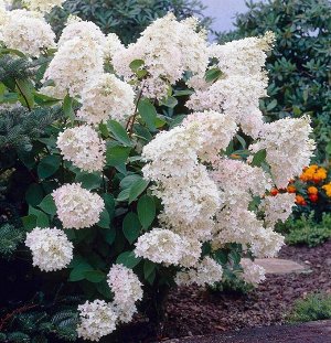 Гортензия pan. Grandiflora