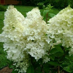 Гортензия pan. Grandiflora