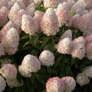 Гортензия pan. Magical Sweet Summer