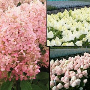 Гортензия pan. Magical Sweet Summer