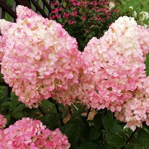 Гортензия pan. Magical Sweet Summer